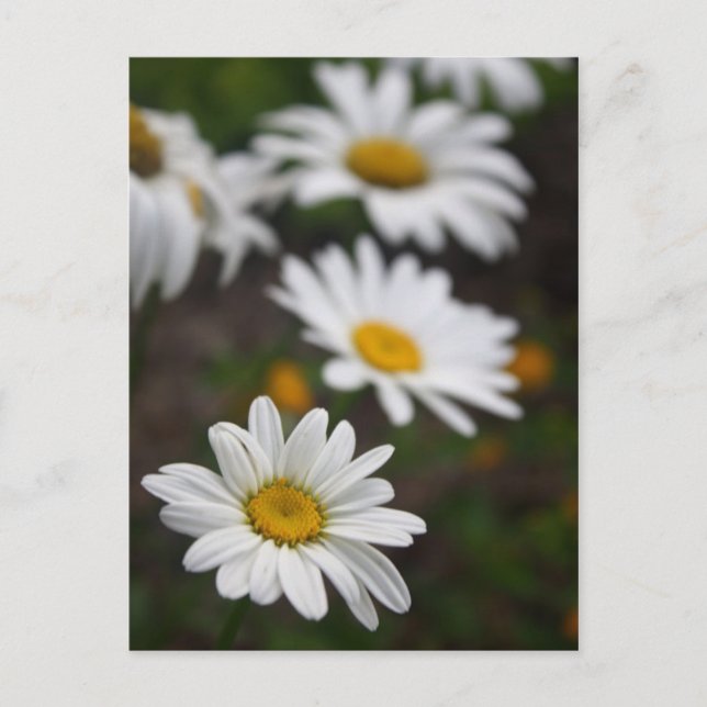 Carte Postale Rangée de marguerites (Devant)