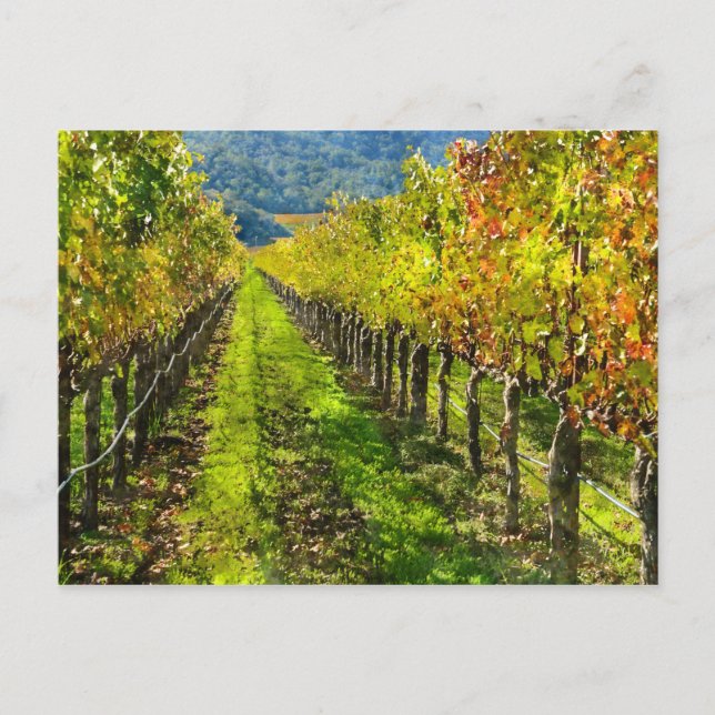 Carte Postale Rangées de vignes en Napa Valley California (Devant)