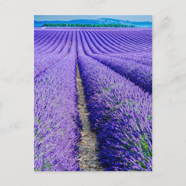 Carte Postale Rangs de lavande, Provence, France (Devant)