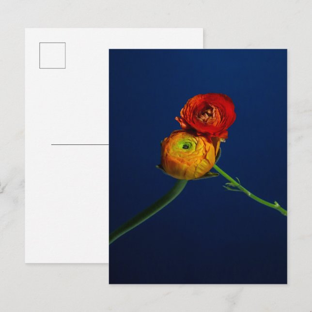 Carte postale Ranunculus (Devant / Derrière)