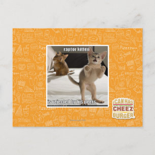 Carte Postale Raptor Kitten