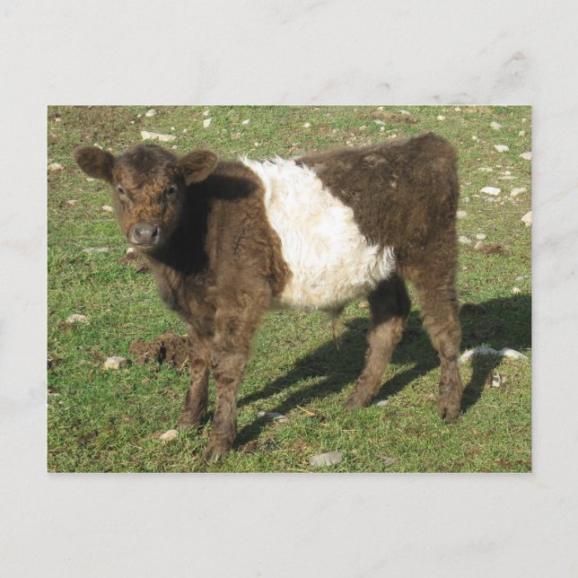 Carte Postale Rare Dun Ceinturé Galloway Calf (Devant)
