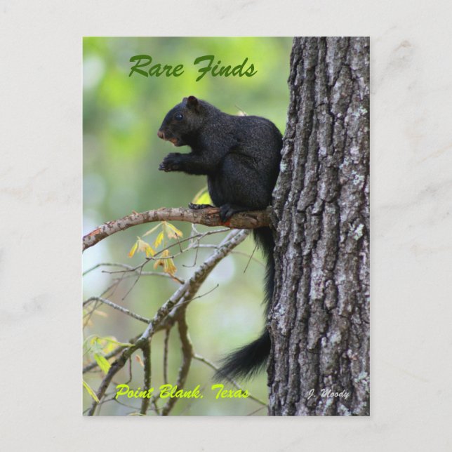 Carte Postale Rare Finds (Devant)