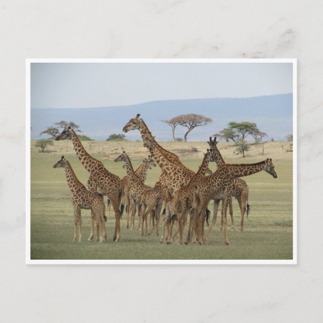 Carte Postale rassemblement de girafes (Devant)