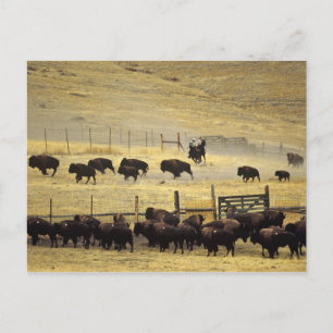 Carte Postale Rassemblement du National Bison Range dans le Mont