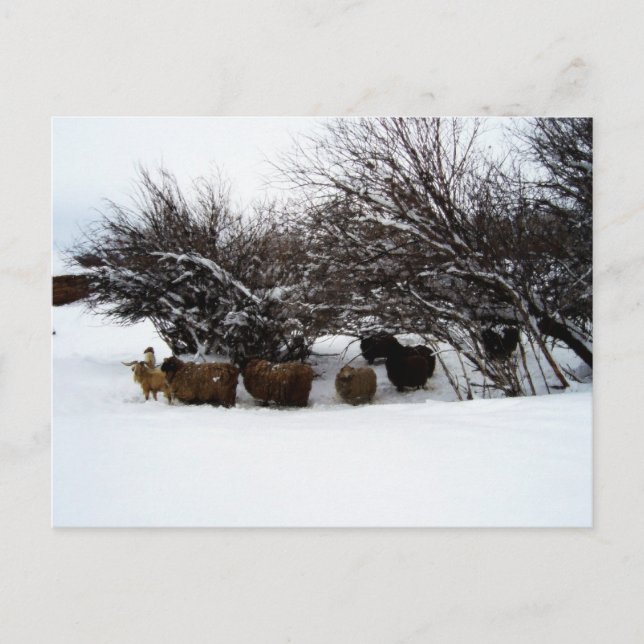Carte Postale Rassembler le troupeau dans la neige (Devant)