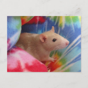Carte Postale Rat bébé