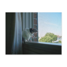 Rat contemplatif