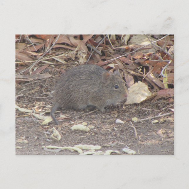 Carte Postale Rat de coton (Devant)