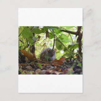 Carte Postale rat de rivière