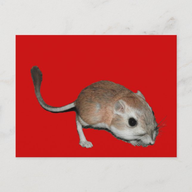 Carte Postale rat kangourou (Devant)