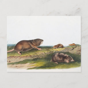 Carte Postale Rat Poché Sud, Schrew Mole Illustration