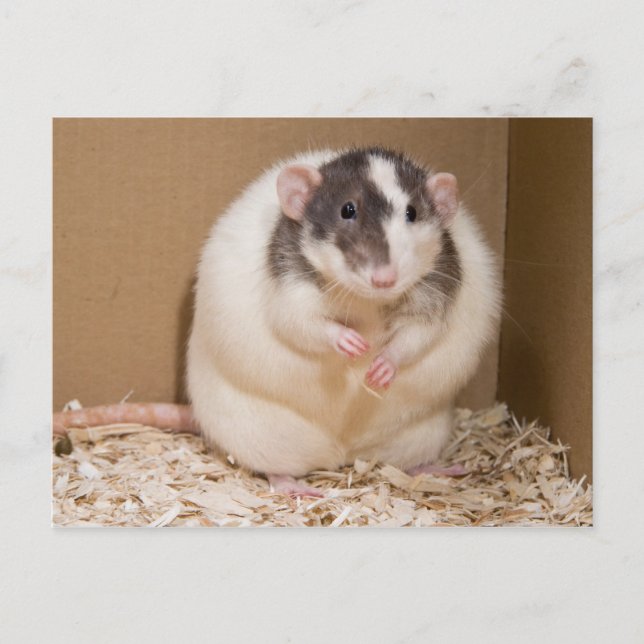 Carte Postale rat sumo (Devant)