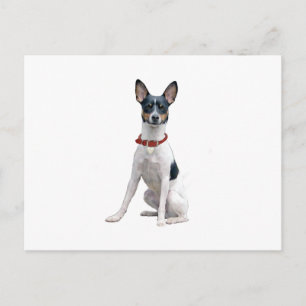 Carte Postale Rat Terrier (A)