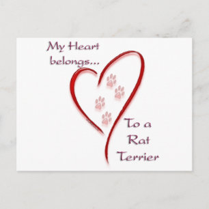 Carte Postale Rat Terrier Coeur Appartient