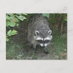 Carte Postale Raton laveur