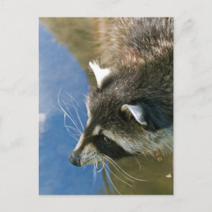 Carte Postale Raton laveur