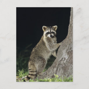 Carte Postale Raton laveur commun, Procyon lotor, adulte dans un