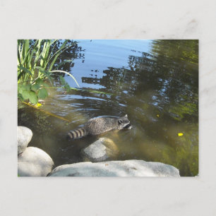 Carte Postale Raton laveur prenant un bain