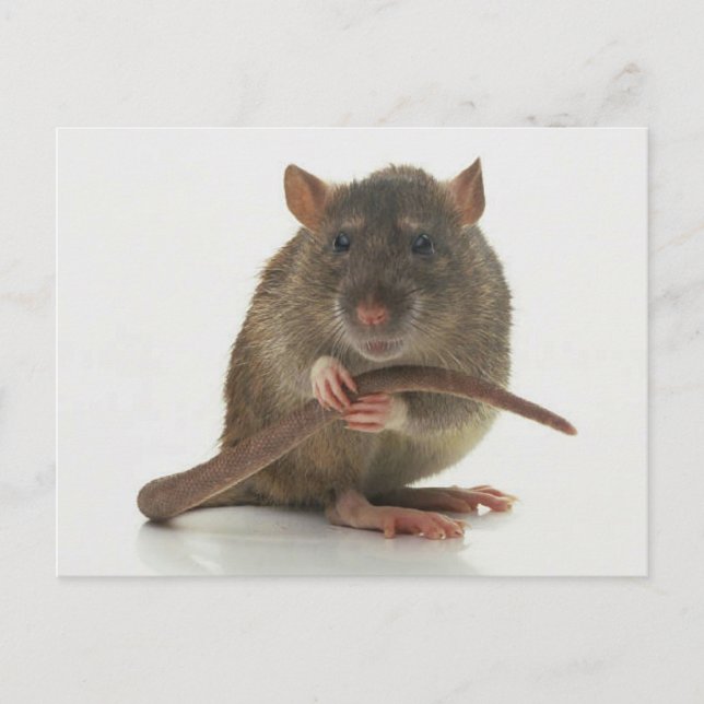 Carte Postale Rats ! ! ! (Devant)