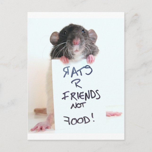 Carte Postale Rats R Amis Pas Nourriture 2 (Devant)
