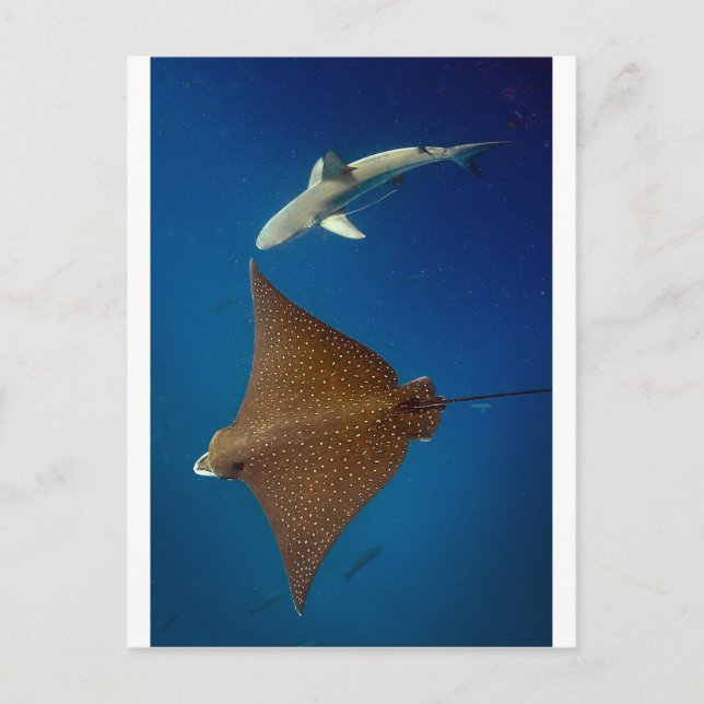 Carte Postale Rayon d'aigle tacheté et requin de récif sous l'ea (Devant)