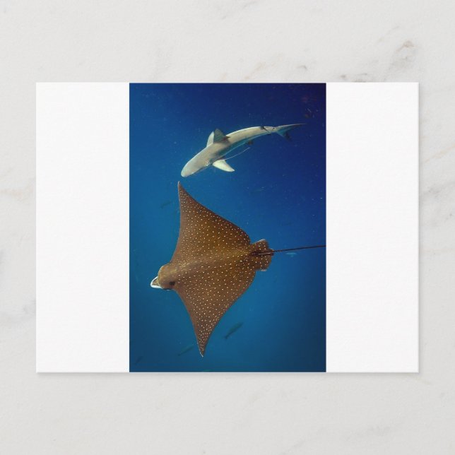 Carte Postale Rayon d'aigle tacheté et requin de récif sous l'ea (Devant)