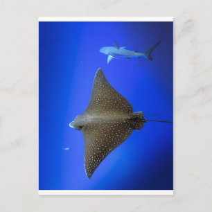 Carte Postale Rayon d'aigle tacheté et requin de récif sous-mari