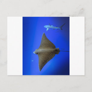 Carte Postale Rayon d'aigle tacheté et requin de récif sous-mari
