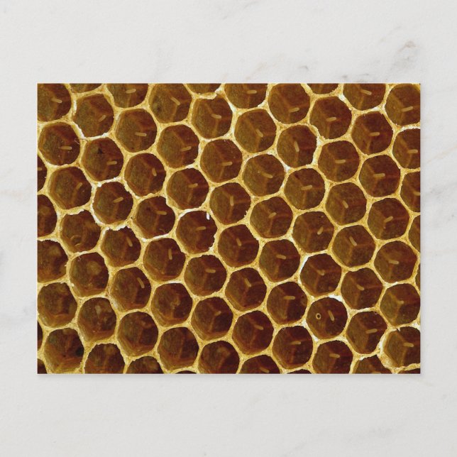Carte Postale Rayon de miel en cire d'abeille (Devant)