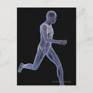 Carte Postale Rayon X du système vasculaire chez un homme