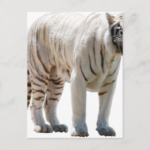Carte Postale Rayures de chat tigre personnalisent les Anniversa