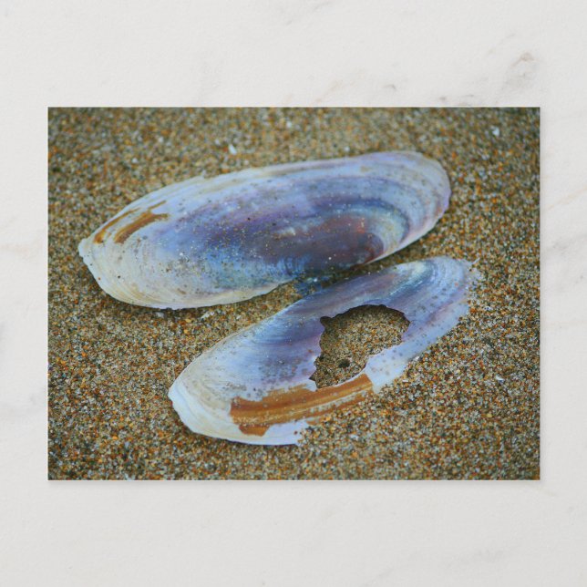 Carte Postale Razor Clam Shell, Oregon (Devant)