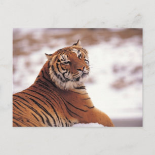 Carte Postale Recaler le tigre