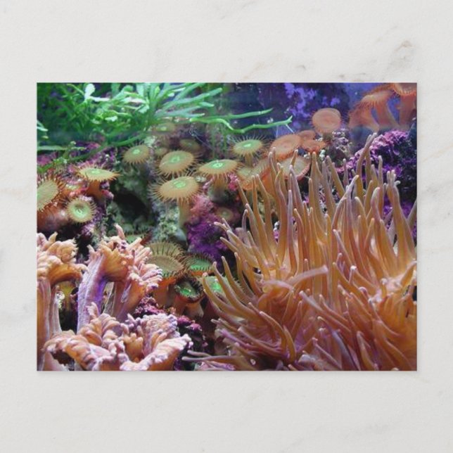 Carte Postale récif corail (Devant)
