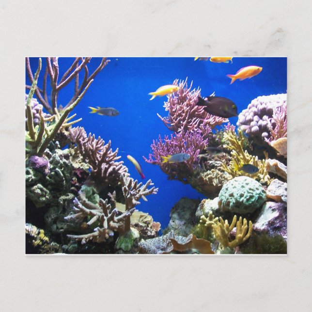 Carte Postale Récif tropical (Devant)