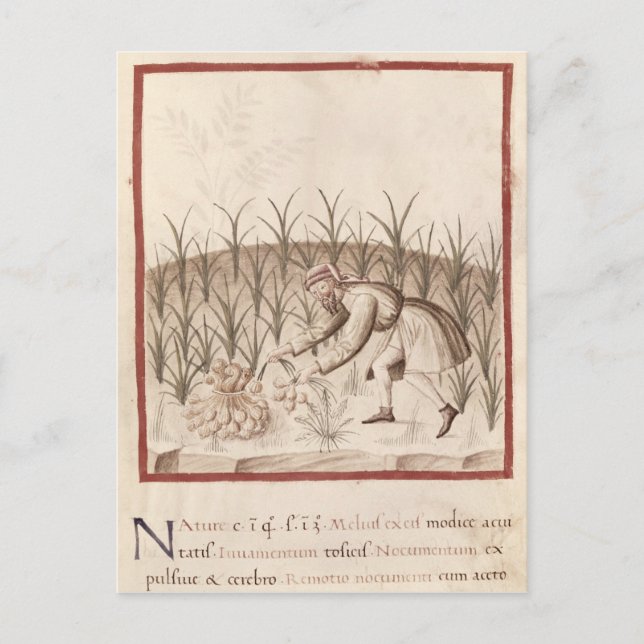 Carte Postale Récolte d'ail (Devant)