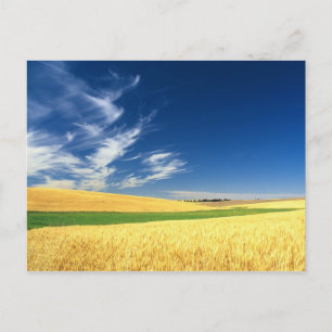 Carte Postale Récolte de blé sur le Palouse dans l'est