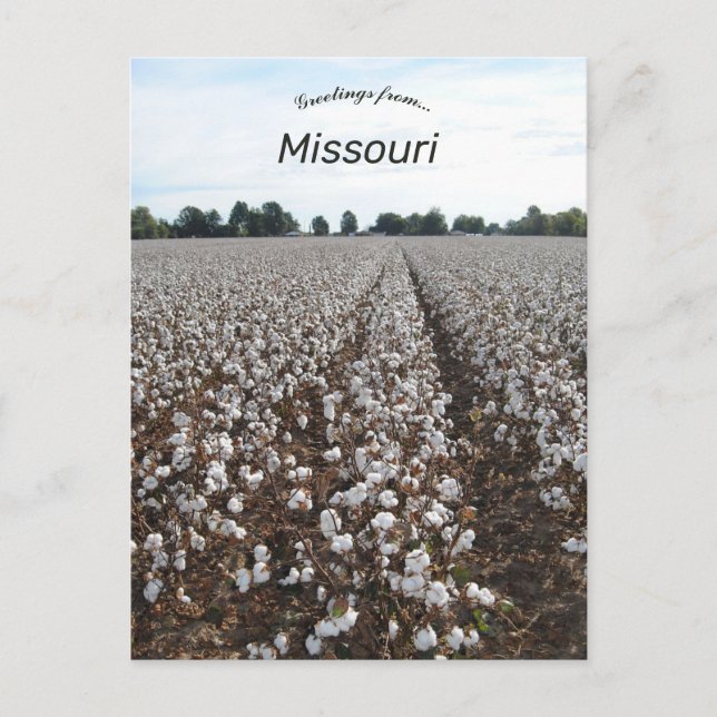 Carte Postale Récolte de coton Missouri (Devant)