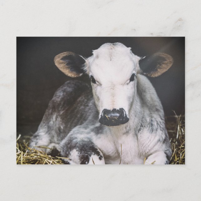 Carte Postale Récolte de jour occupée (Devant)