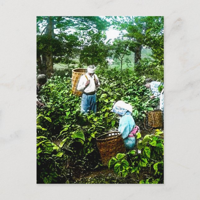 Carte Postale Récolte de thé vert Feuilles Vieux Japon Agriculte (Devant)