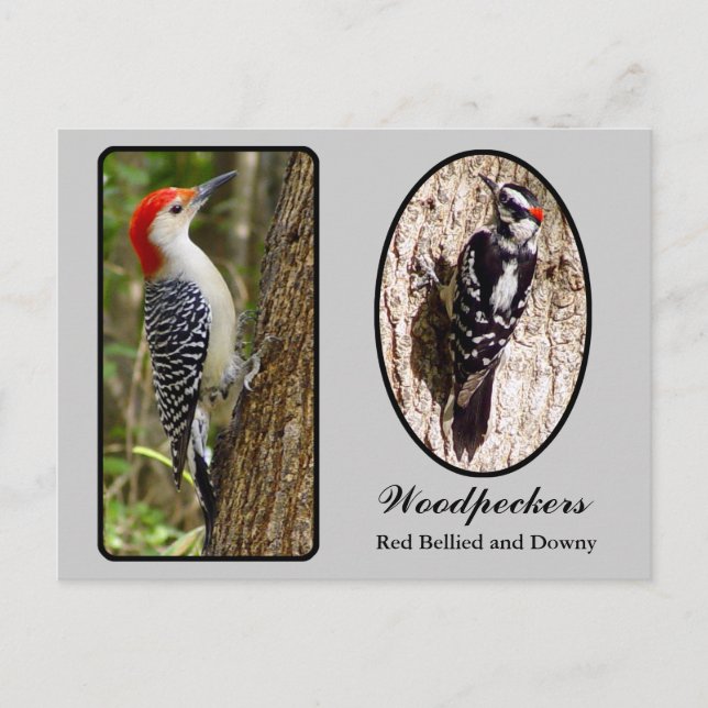 Carte postale Red Bellied and Downy Woodpecker (Devant)