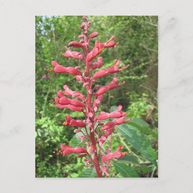Carte postale Red Buckeye (Devant)