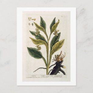 Carte Postale Red Chili (gravure couleur)
