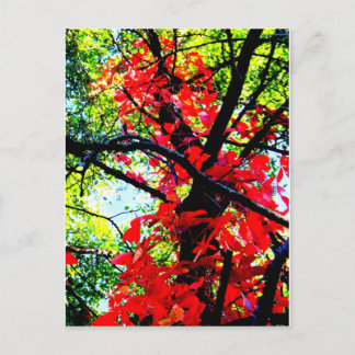 Carte Postale Red Creeper 2.jpg