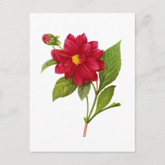 Carte Postale Red Dahlia par Pierre Joseph Redoute