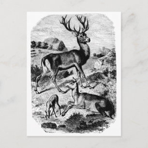 Carte Postale Red Deer Vintage Wood Engraving