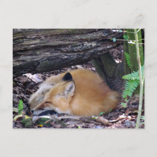 Carte postale Red Fox