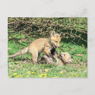 Carte Postale Red Fox Kits Jouer