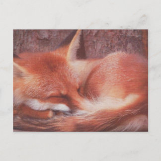 Carte Postale Red Fox POSTCARD